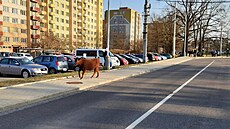 idii v eských Budjovicích utekly z návsu ti krávy s teletem. (26. bezna...