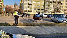 �idi�i v �eských Bud�jovicích utekly z náv�su t�i krávy s teletem. (26. b�ezna...