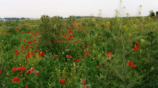 Úhory na �ernovické terase jsou d�le�itým stanovi�t�m pro ohro�ené druhy pták�...