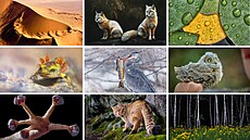 Czech Nature Photo 2022