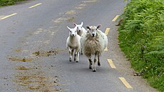 V Irsku musíte poítat s tím, e na silnici budete potkávat spousty ovcí.