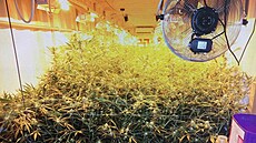 Odhalená pěstírna marihuany v podzemních kontejnerech na Broumovsku | na serveru Lidovky.cz | aktuální zprávy