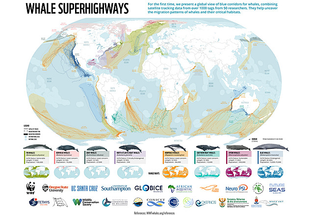 Vznikla mapa velrybích superdálnic. Má pomoct chránit kytovce