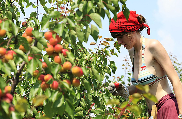 Sklize merunk me utrpt kvli suchu i jarním mrazm.