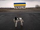Pes u domu nateného barvami ukrajinské vlajky poblí vesnice Malá Alexandrovka...