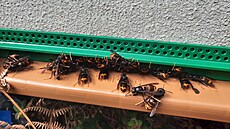 Sre asijská se lií oproti jiným druhm tím, e má spíe erné zbarvení a...