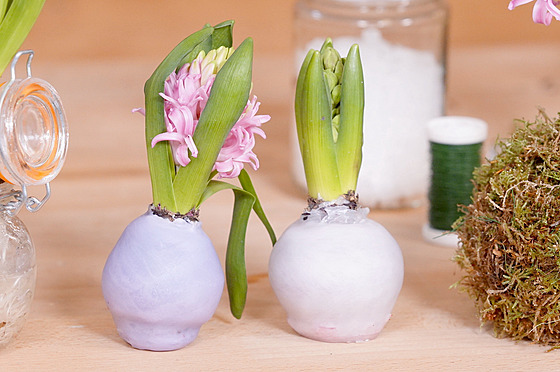 VIDEO: Živý hyacint lze zabalit do skla, vosku i do mechu jako kokedamu -  iDNES.cz