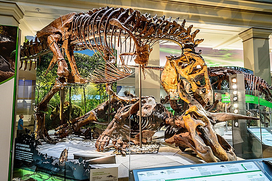 Národní T. rex, tedy exemplá MOR 555, nyní umístný ve Smithsonian...