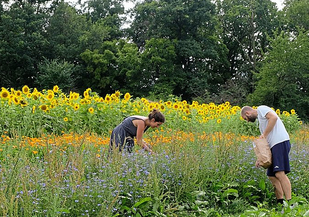 Radnice Prahy 12 obnovuje mokřady a sází aleje, naopak omezila pesticidy