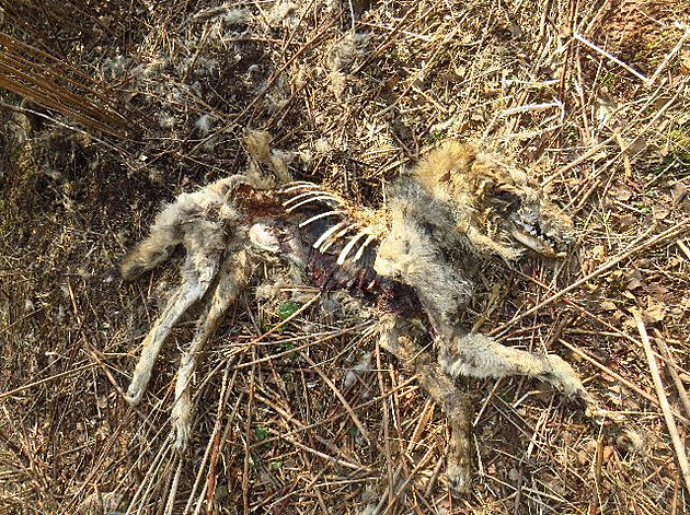 Vlk nalezený na Broumovsku má v těle kov, střelci hrozí až tři roky vězení