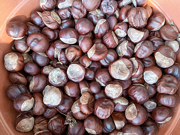 Fotografie po��zen� smartphonem Realme 9 Pro+