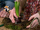 Jak dostat ivý kvetoucí hyacint do skla, vosku i mechu