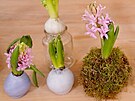 Zleva hyacinty ve voskovém kabátku, vzadu a vpravo jen oitné a usazené do...