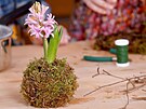 Také hyacint usazený do mechového hnízda vypadá moc pkn a lze ho i zavsit,...