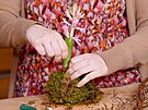 Cibuli hyacintu posadíte doprosted vtího plátu mechu a postupn ji zabalíte...
