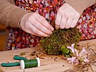 Cibuli hyacintu posadíte doprosted vtího plátu mechu a postupn ji zabalíte...