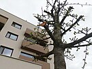 Zniené stromy v bytovém komplexu Zelené msto v brnnské mstské ásti Slatina.