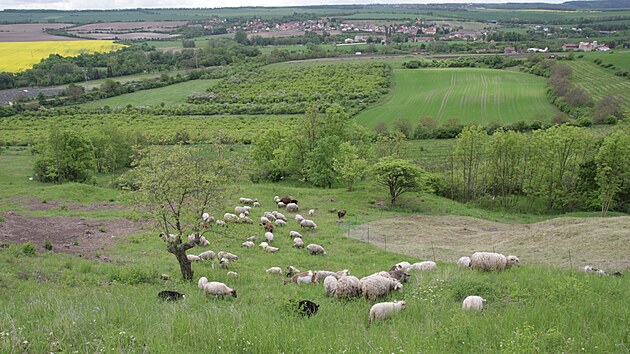 V rmci pe o zem byly odstranny nletov koviny a zem nyn sps sezonn stdo ovc a koz.