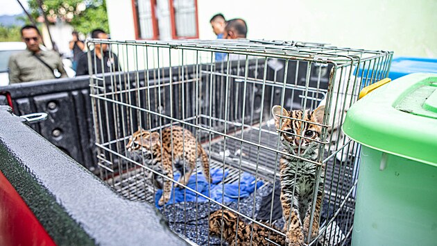 Zabaven� ko�ata ko�ky beng�lsk�. Pot�, co vyrostou, vypust� je ochr�nci do vybran� p��rodn� rezervace.