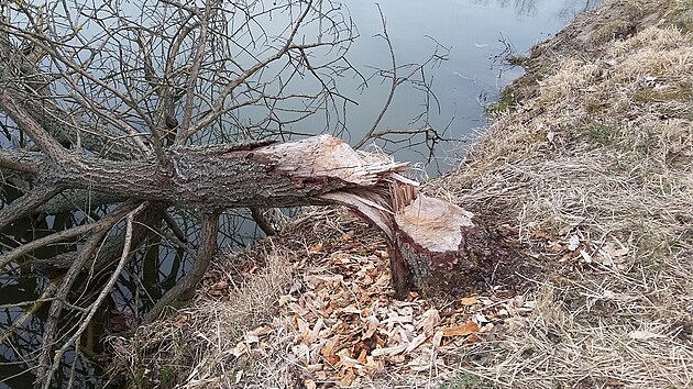 Bobr se od podzimu usadil na Honsk�m rybn�ku na Broumovsku.