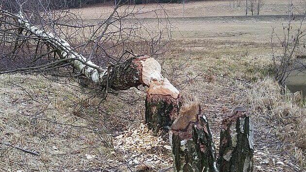 Bobr se od podzimu usadil na Honsk�m rybn�ku na Broumovsku.