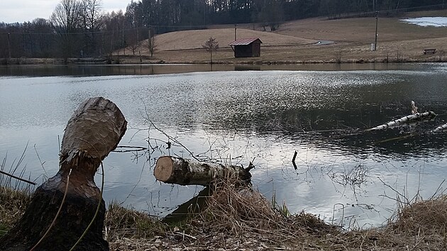 Bobr se od podzimu 2021 usadil na Honsk�m rybn�ku na Broumovsku.