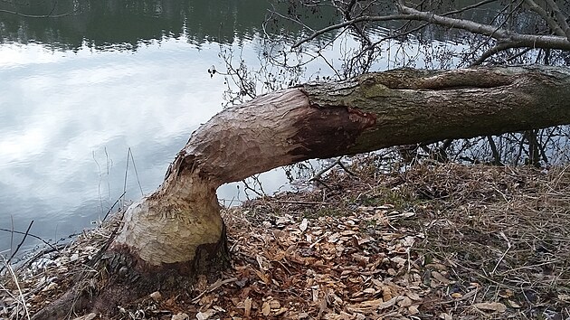 Bobr se od podzimu usadil na Honsk�m rybn�ku na Broumovsku.
