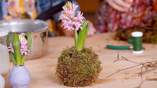 Tak hyacint usazen do mechovho hnzda vypad moc pkn a lze ho i zavsit, pokud mech na cibuli peliv zafixujete pomoc vzacho drtku. 