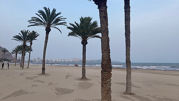 Palmy na pl�i v Alicante jsou mimo sezonu trochu opu�t�n�.