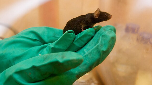 Myš, kterou vědci používají k výzkumu střevní mikroflóry.
