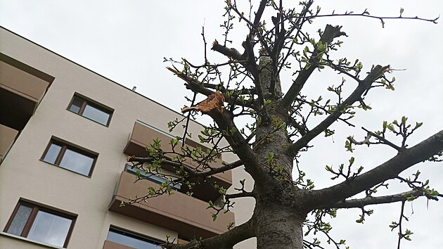 Znien stromy v bytovm komplexu Zelen msto v brnnsk mstsk sti Slatina.
