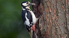 Ptáci se chovají pirozen jako v pírod. Klováním zkouí hledat potravu v...