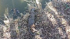 Mu� na�el dv� zast�elené vydry u rybníka v katastru obce Koma�ice.