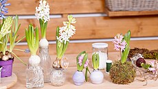 K�ehké jarní hyacintové dekorace 