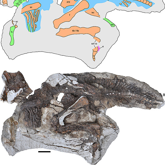 Unikátně dochovaná fosilie mláděte parasaurolofa (RAM 14000), objevená v roce...