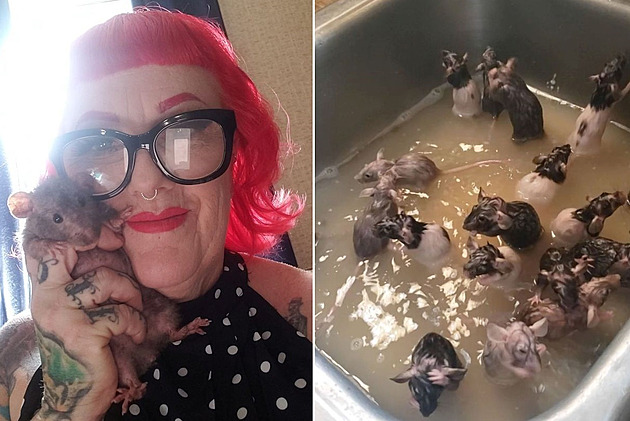 Žena zbožňuje krysy, dopřává  jim koupel ve dřezu