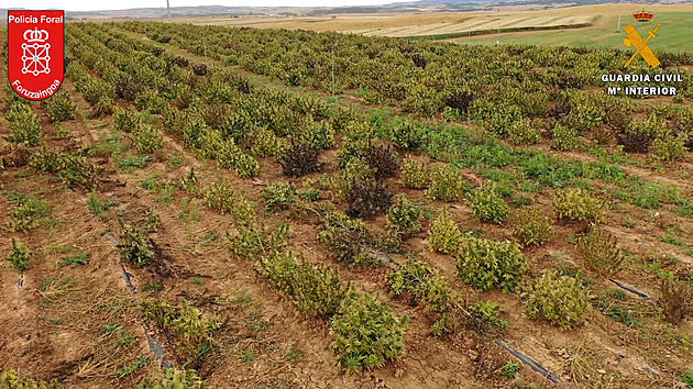 Sever Španělska skrýval plantáže marihuany na 67 hektarech, policie je zničila