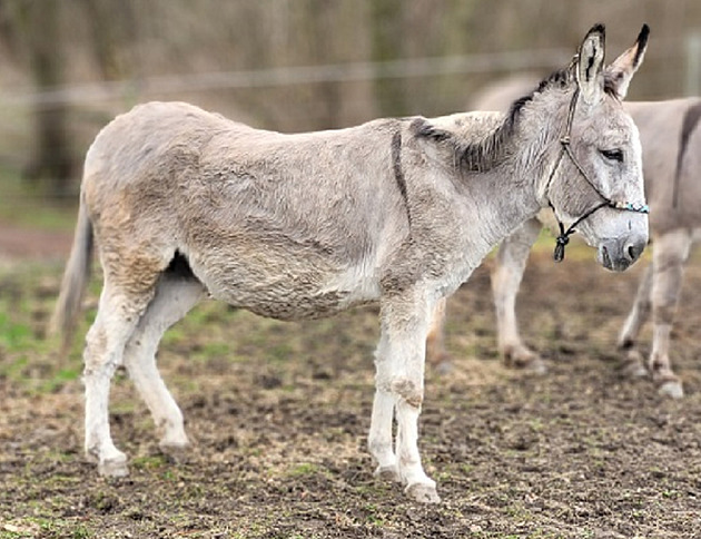 Honba za mlékem stála březí oslice málem život. Zachránili je v zoo