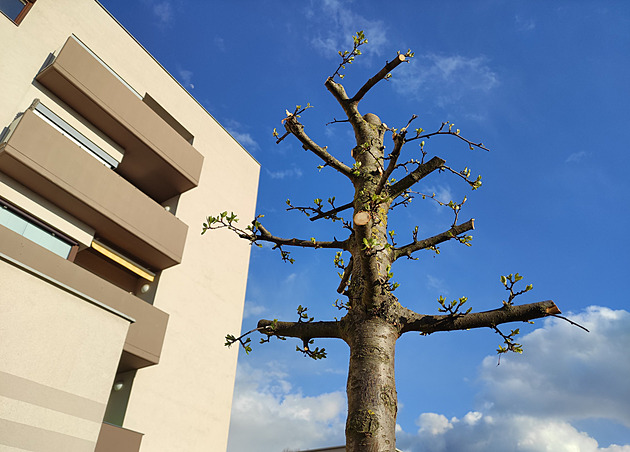 Stromy zničené studentkou jsou po odborném ošetření, vyhráno však nemají