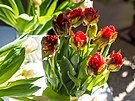 Výstava tulipán na buchlovickém zámku. (duben 2022)
