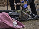 Exhumace ukrajinských obtí ruských útok z masového hrobu v Bui na pedmstí...