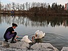 Labu� spolkla na T�emo�ensk�m rybn�ku v Plzni pytl�ckou n�vnadu a roztrhla si...