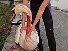 Labu� spolkla na T�emo�ensk�m rybn�ku v Plzni pytl�ckou n�vnadu a roztrhla si...