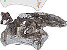 Unikátn dochovaná fosilie mládte parasaurolofa (RAM 14000), objevená v roce...