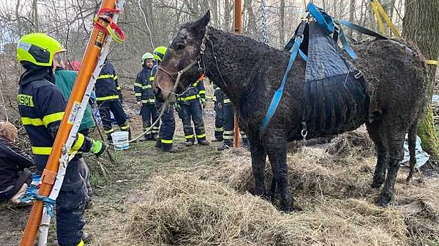 tyi jednotky hasi v sobotu odpoledne zachraovaly klisnu Gertu, kter sklouzla do potoka a zstala leet v bahn. (9. dubna 2022)