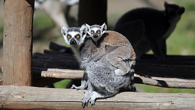 Svá mláďata si v jihlavské zoologické zahradě nosí hrdě na těle také lemuři kata.