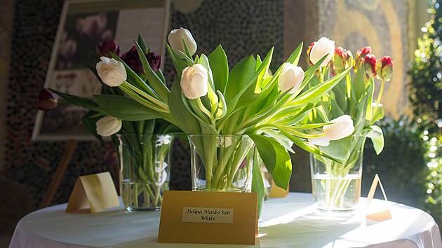 V�stava tulip�n� na buchlovick�m z�mku. (duben 2022)