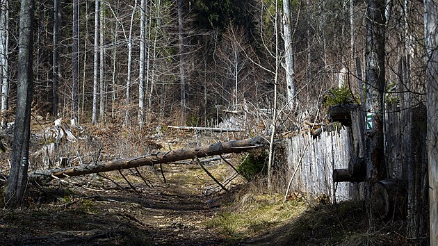 Na naun stezce kolem oplocenho Boubnskho pralesa jsou popadan stromy.