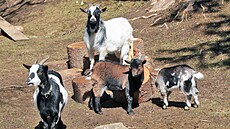 Miniaturpark Boheminium v Mariánských Lázních. V parku te� mají nová mlá�ata...