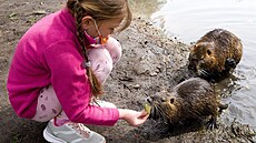 Nejen potkani, ale i nutrie mohou p�ená�et choroby.